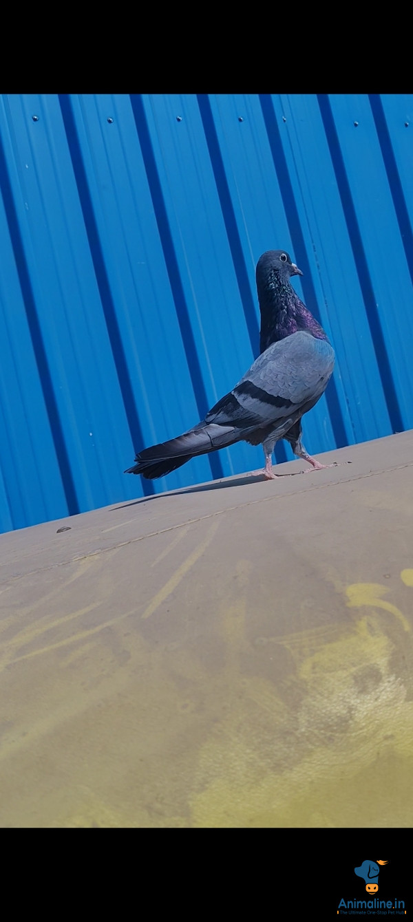 Sabja kalanka blue shade eyes 