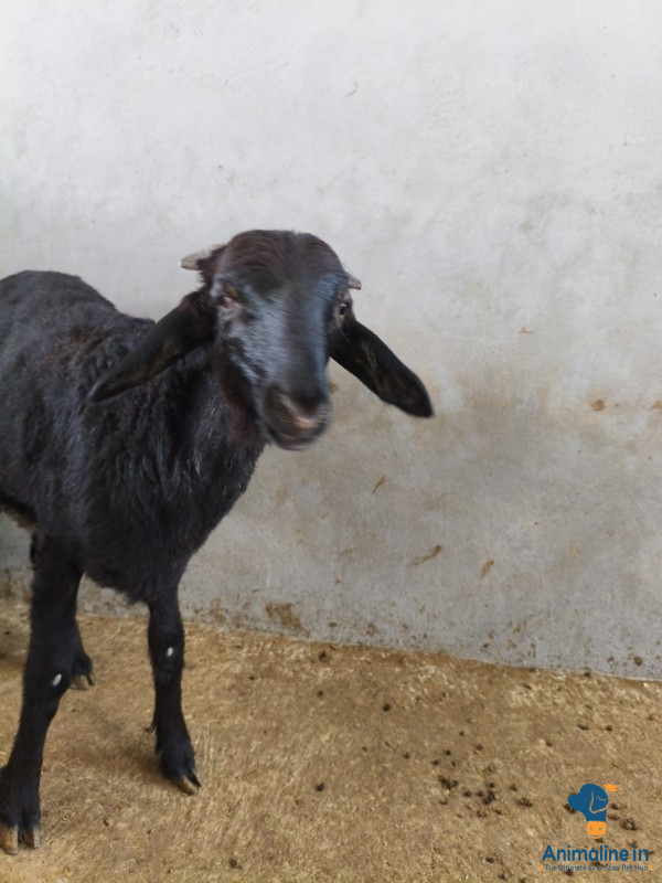 ಮಾರಾಟಕ್ಕಿದೆ ಆರೋಗ್ಯಕರ ಪುರುಷ KURI 