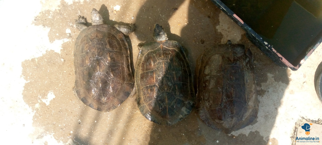 2male 1female