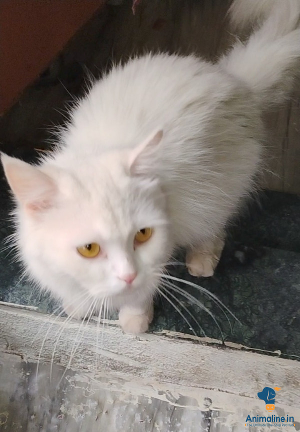 Parsion cat for sale avelable 