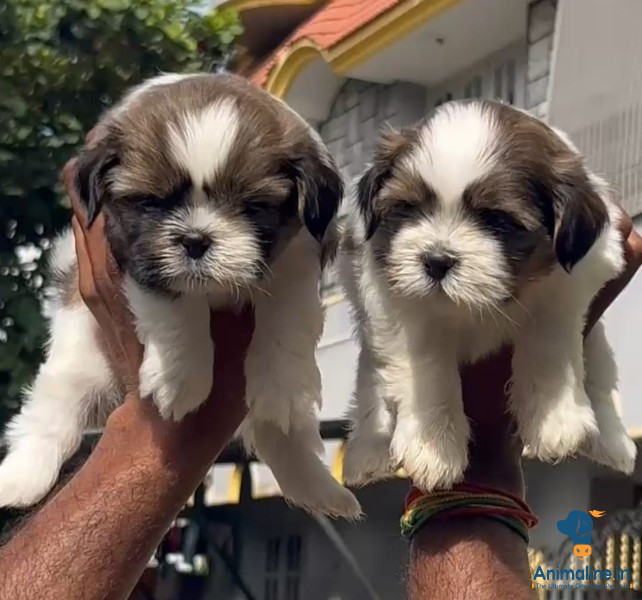 Beautiful shitzuu female puppys available