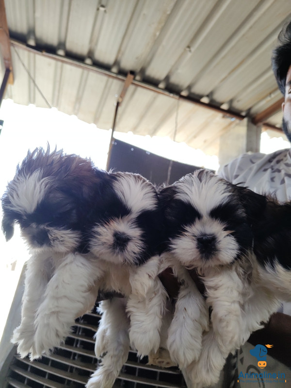 Gold and white shizha available male