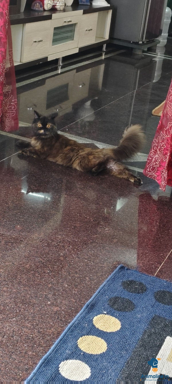 Pure persian cat 8months old