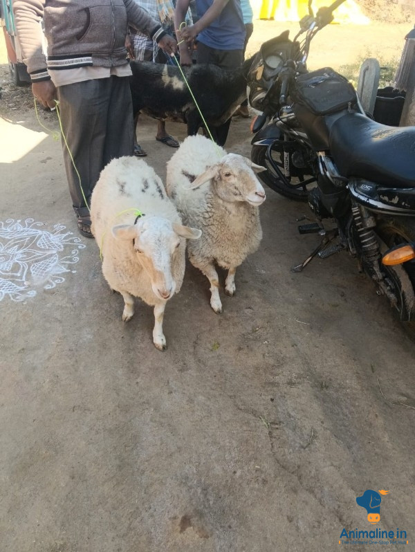 1year old banddur sheep