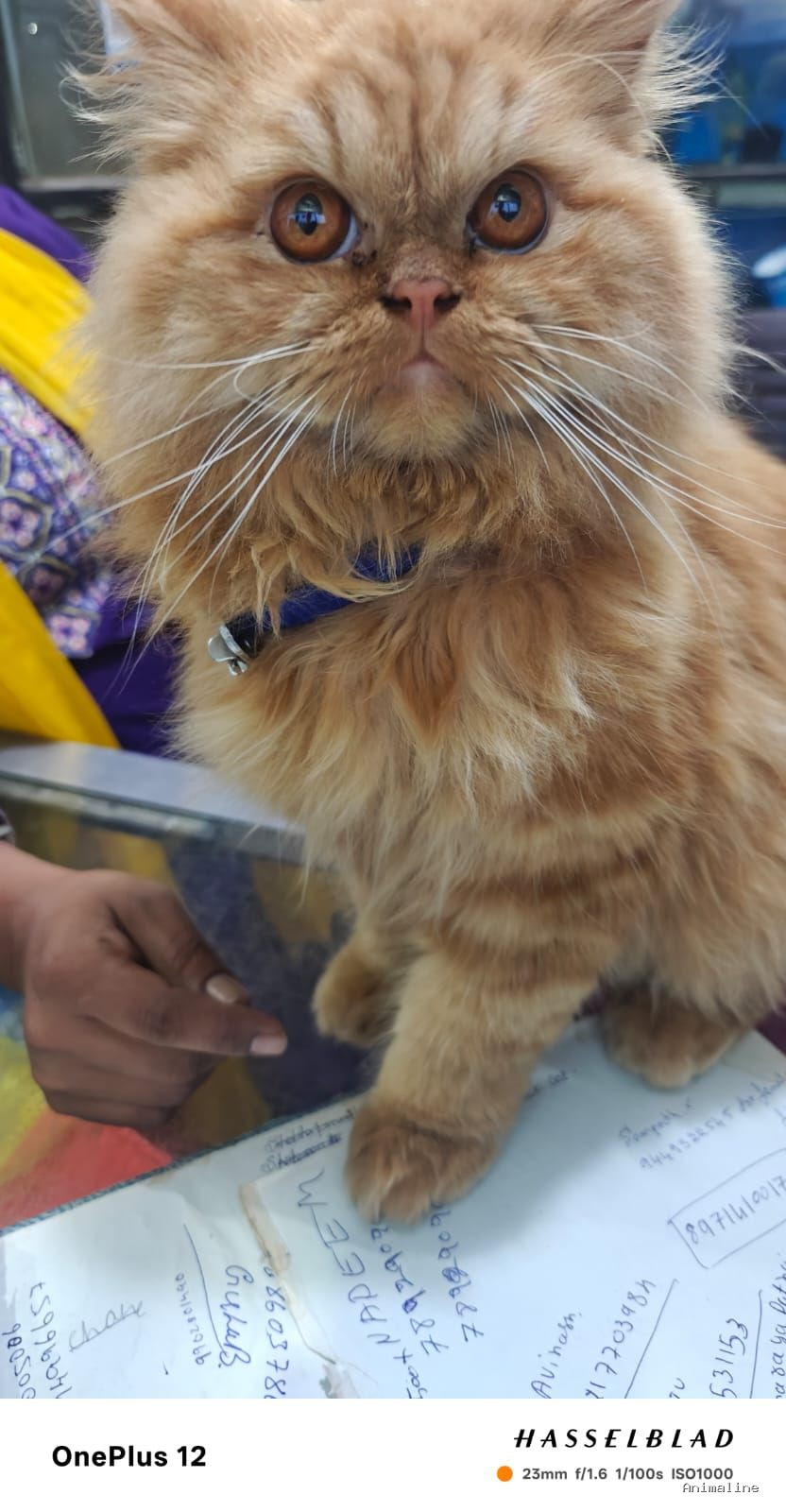 Persian cat available