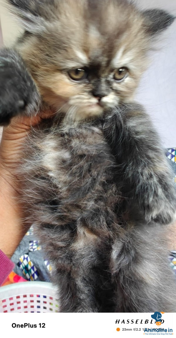 30days cat available 