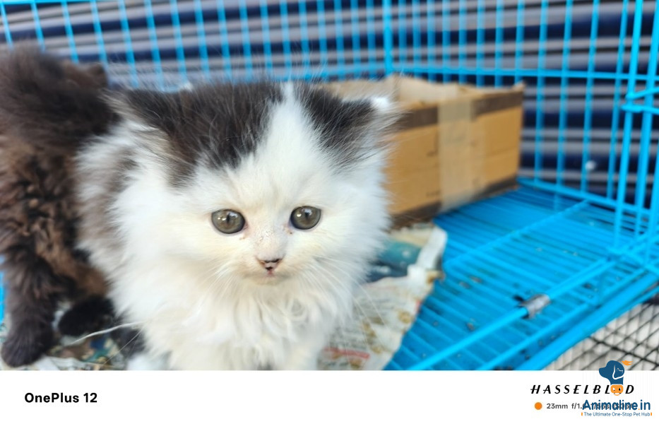 Good quality cat available more details contact 